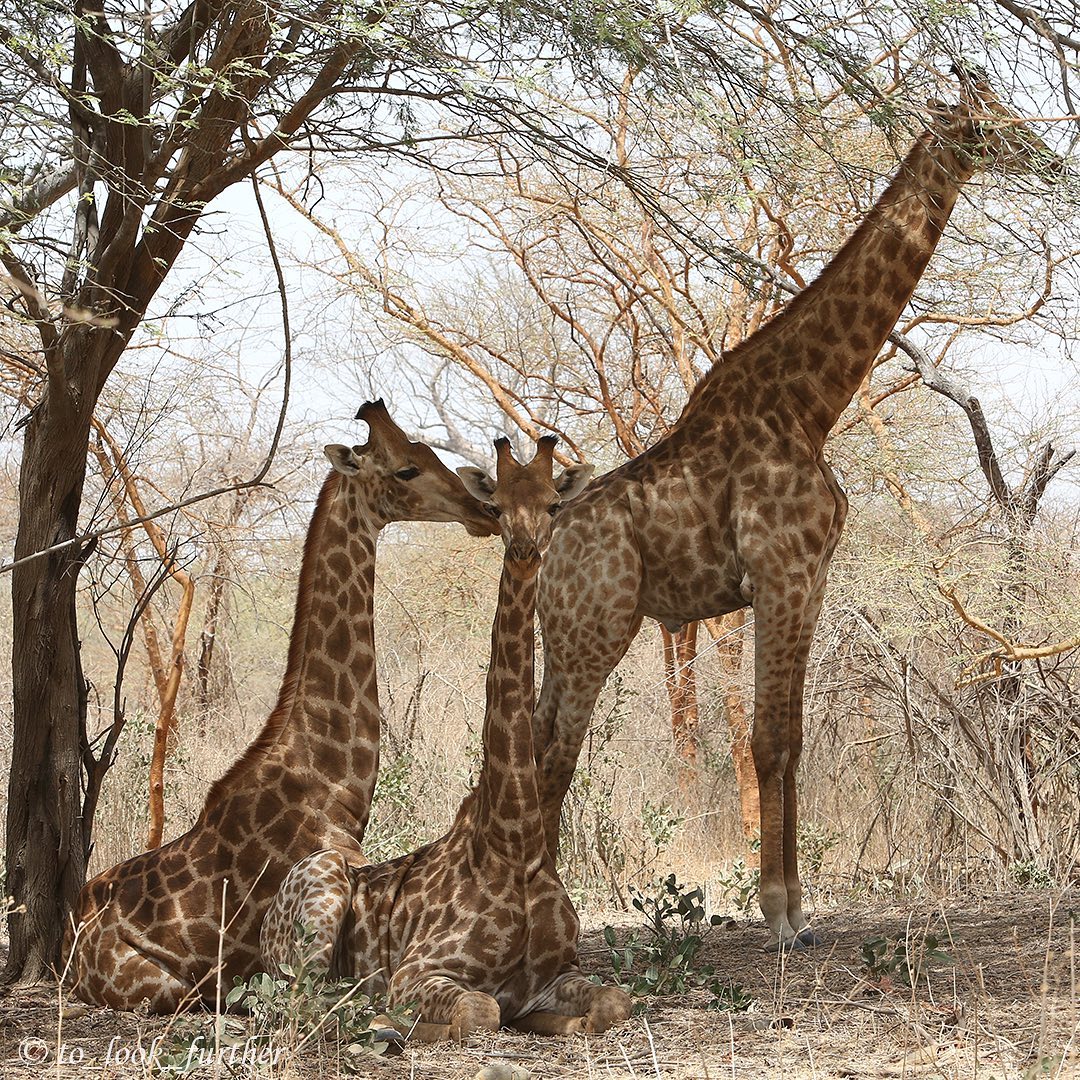 Safari en 4x4 — Bandia Wildlife Reserve (depuis Dakar)