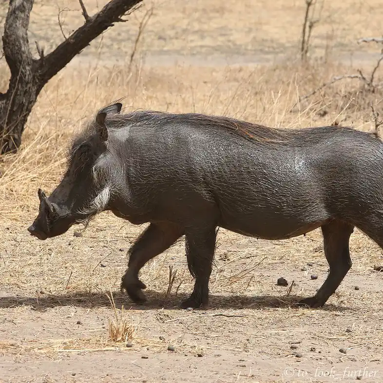 Safari en 4x4 — Bandia Wildlife Reserve (depuis Dakar)