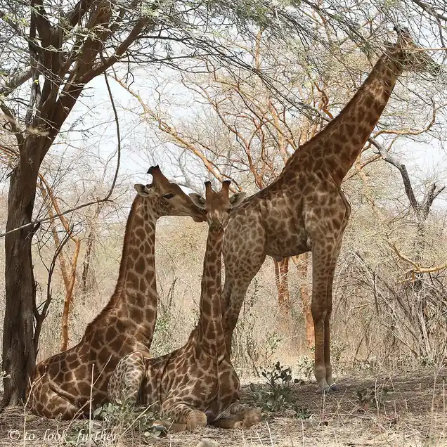Sénégal Héritage & Luxe : L'Expérience "Retour aux Sources" Ultime (9 Jours)
