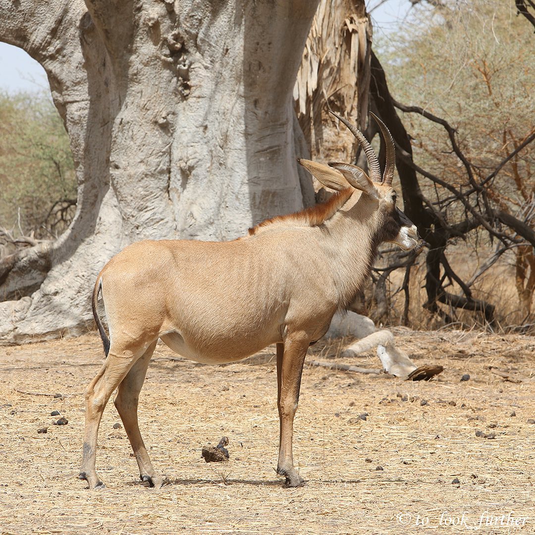 Safari en 4x4 — Bandia Wildlife Reserve (depuis Dakar)