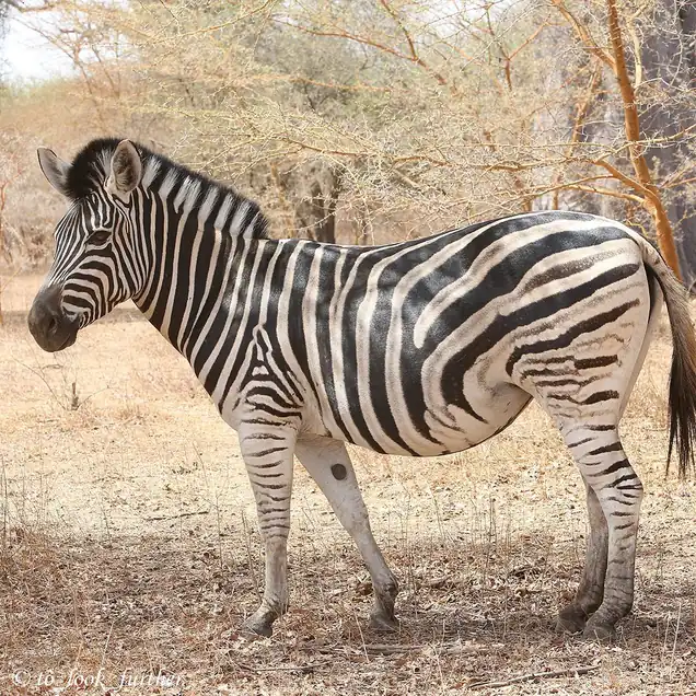 Safari Réserve de Bandia : Demi-journée Tout Inclus