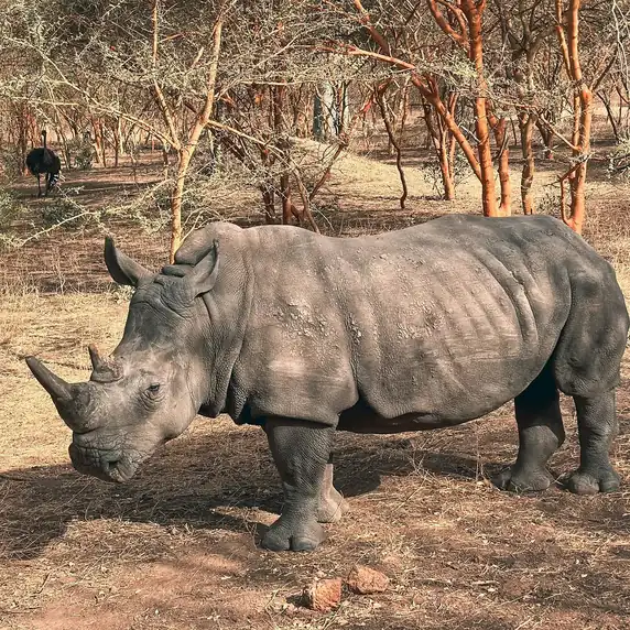 Safari Réserve de Bandia : Demi-journée Tout Inclus